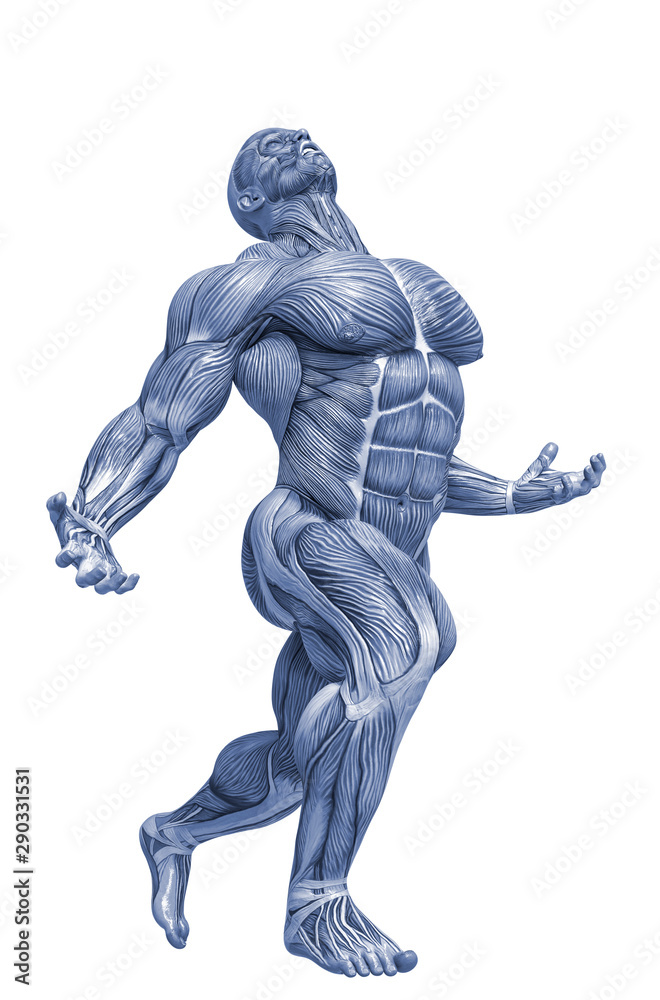 muscle man anatomy in an white background muscle man anatomy in an white background