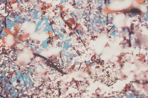 vista de las flores de un árbol de cerezo en primavera