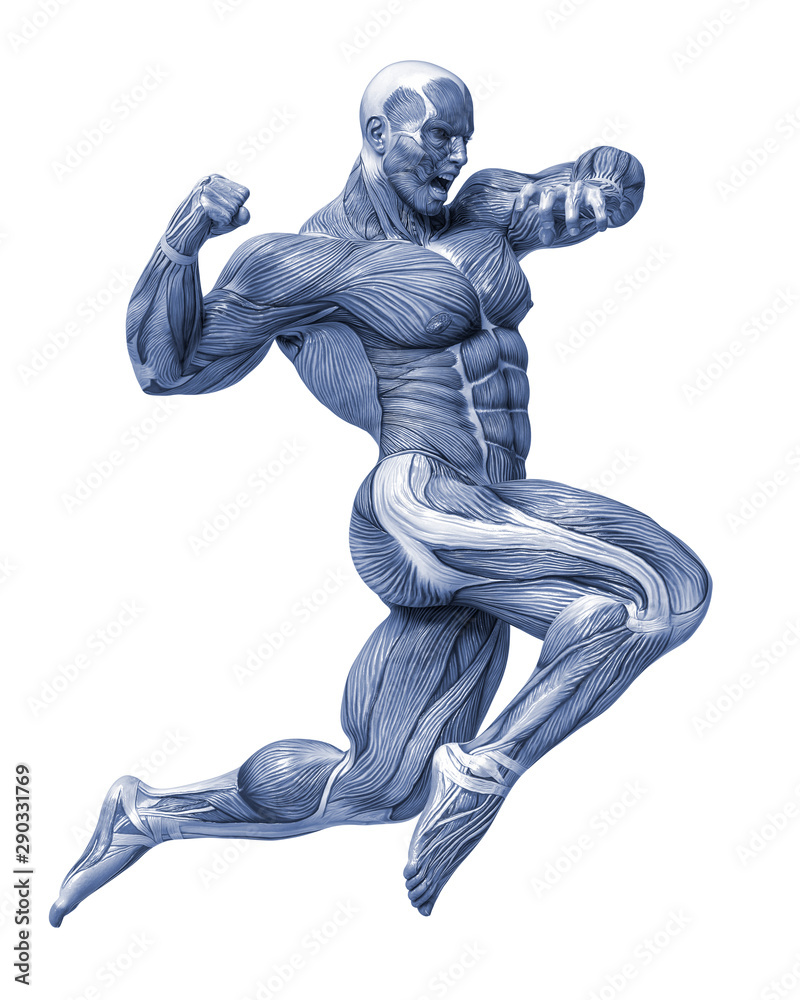 muscle man anatomy in an white background muscle man anatomy in an white background