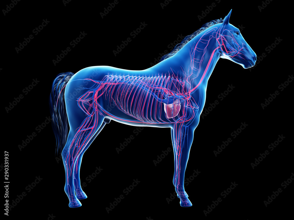 3d rendered anatomy of the equine anatomy - the vascular system 3d rendered anatomy of the equine anatomy - the vascular system