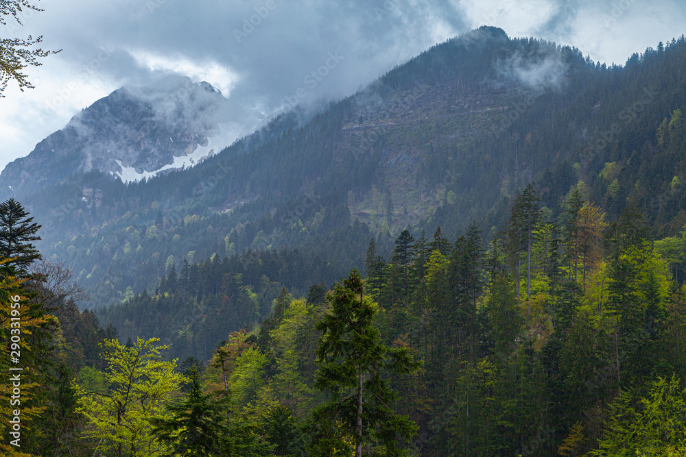 Wald mit frischem Grün im Vordergrund und wolkenverhangenen Bergen im Hintergrund