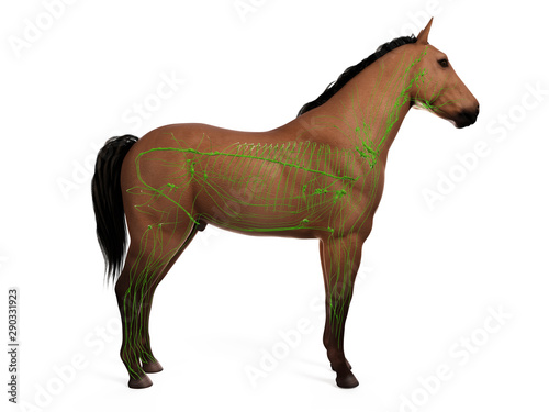 3d rendered anatomy of the equine anatomy - the lymphatic system