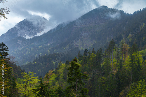 Wald mit frischem Grün im Vordergrund und wolkenverhangenen Bergen im Hintergrund