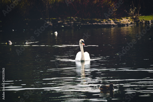 Elegant Swan on the Lake
