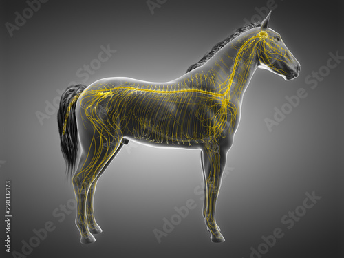 3d rendered anatomy of the equine anatomy - the nervous system photo