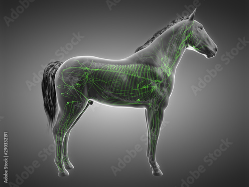 3d rendered anatomy of the equine anatomy - the lymphatic system