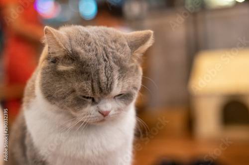 A Sleepy white and gray puffy cat look at the floor. Domestic cat, pet. 