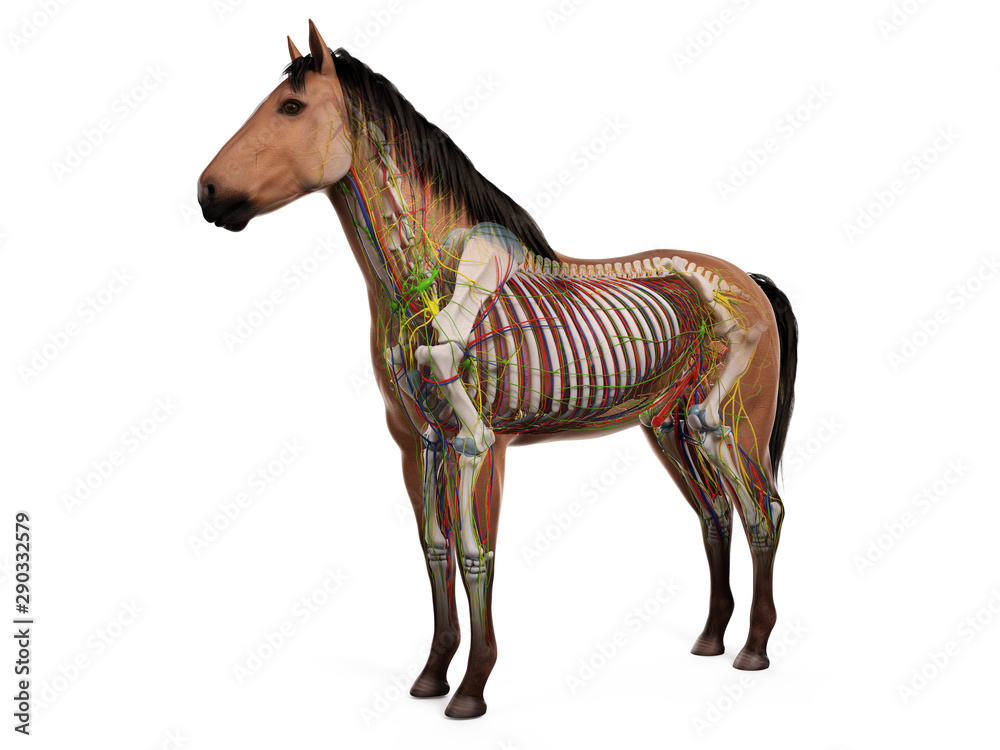 Obraz premium 3d rendered anatomy of the equine anatomy