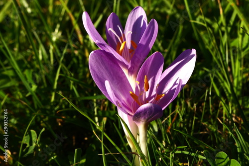 Herbstblumen