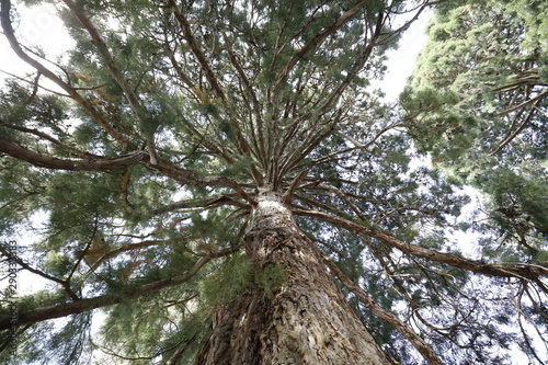 A giant tree viewed from bottom