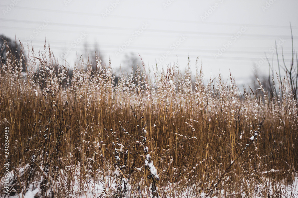 Brown-yellow dry grass covered with white snow. Natural autumn or winter landscape. Snow covers the grass in the field. Brown-yellow dry grass covered with white snow. Natural autumn or winter landscape. Snow covers the grass in the field.