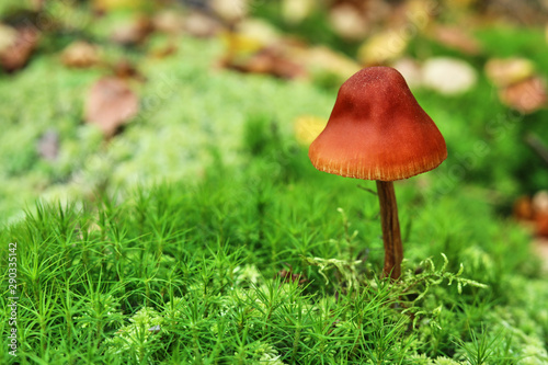 Mushroom in the moss on a green background in the autumn forest