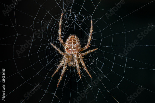 Garden Cross Spider on its web