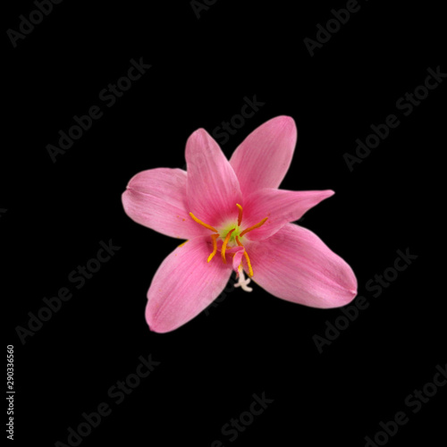 Beautiful pink flower isolated on a black background