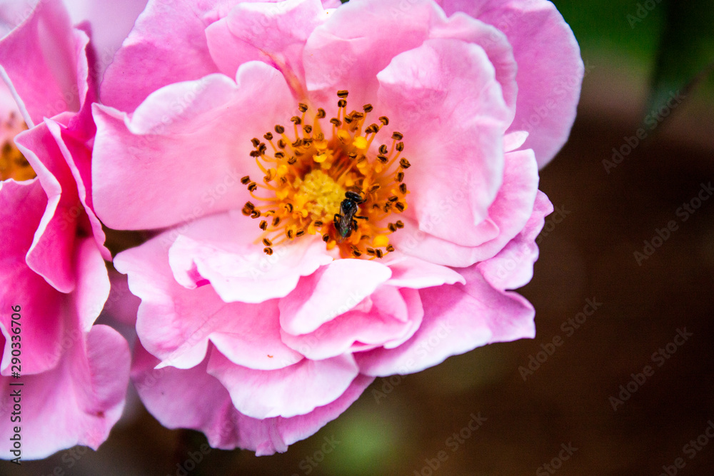 Peonies Peonies