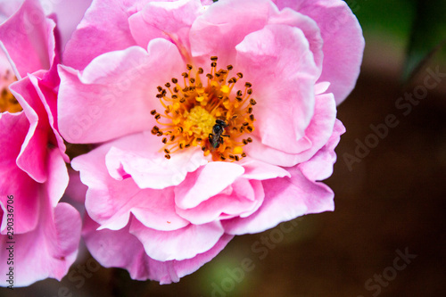 Peonies