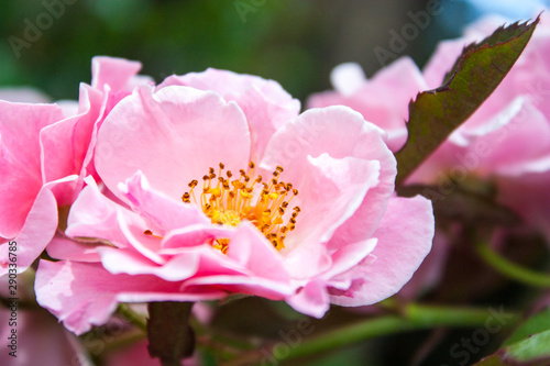 Peonies