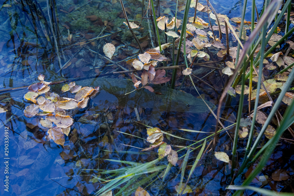 Autumn on Plitvice Lakes, Croatia Autumn on Plitvice Lakes, Croatia