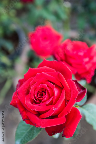 rose