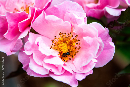 Peonies