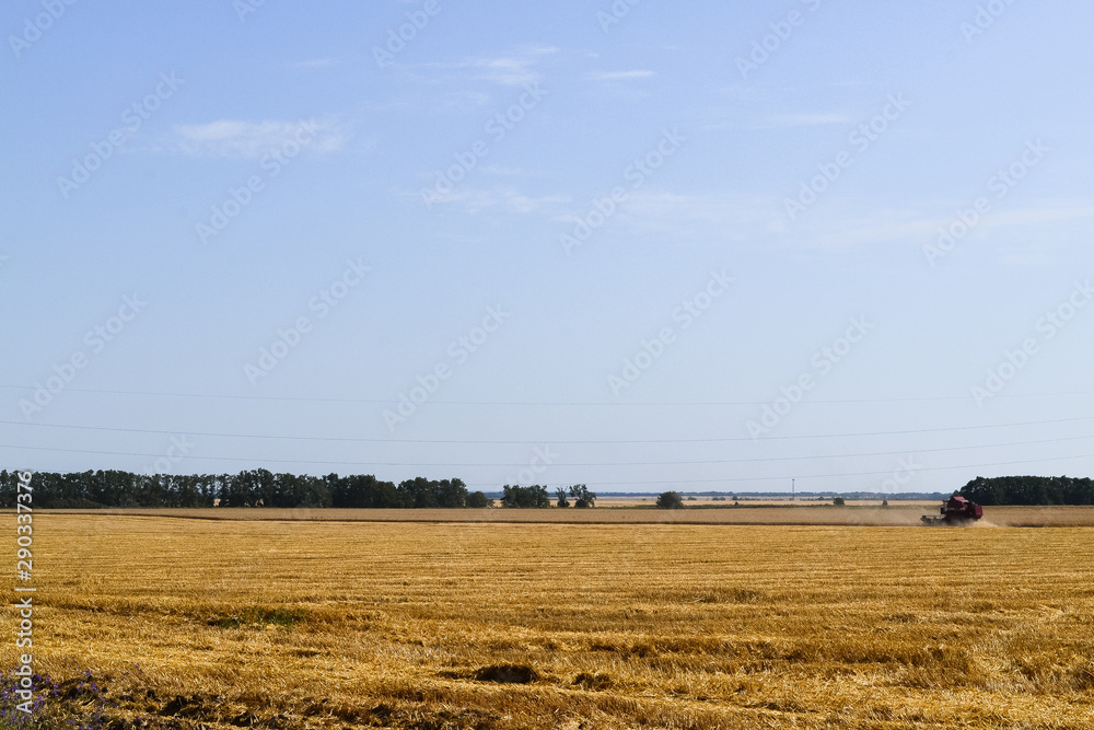 a yellow field of rye and wheat is harvested by a combine. Landscape with a field and harvest.