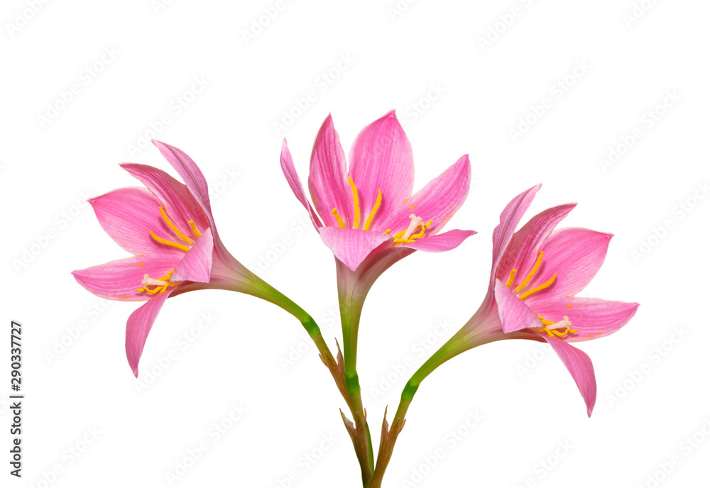 Beautiful pink flowers isolated on a white background