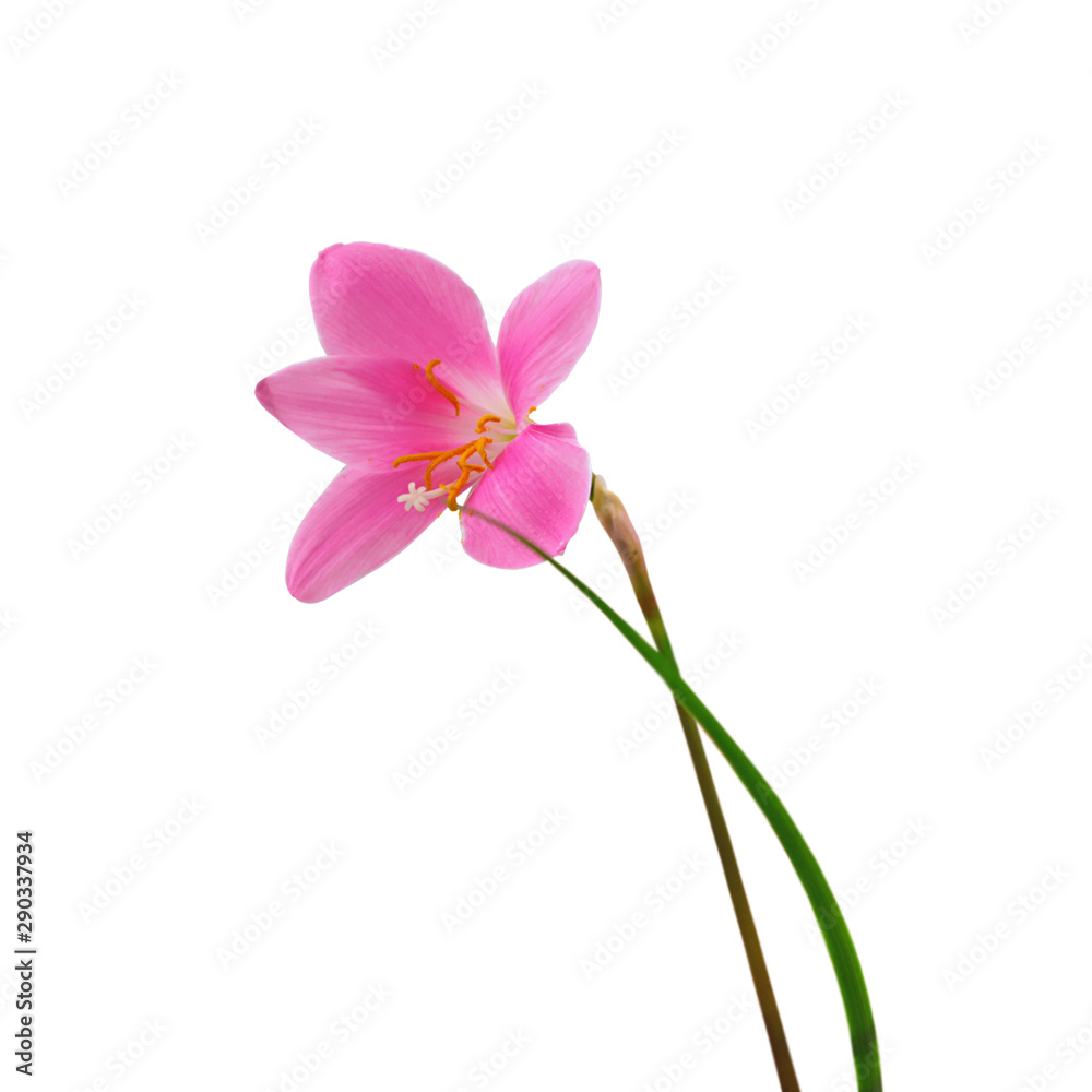 Beautiful pink flower isolated on a white background