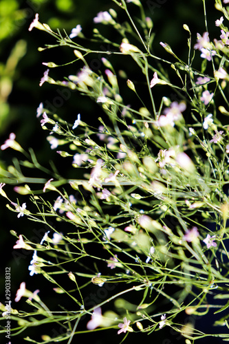 Beautiful flowering close-up of Alpine Gypsophila flower or Creeping Baby s Breath Gypsophila repens .