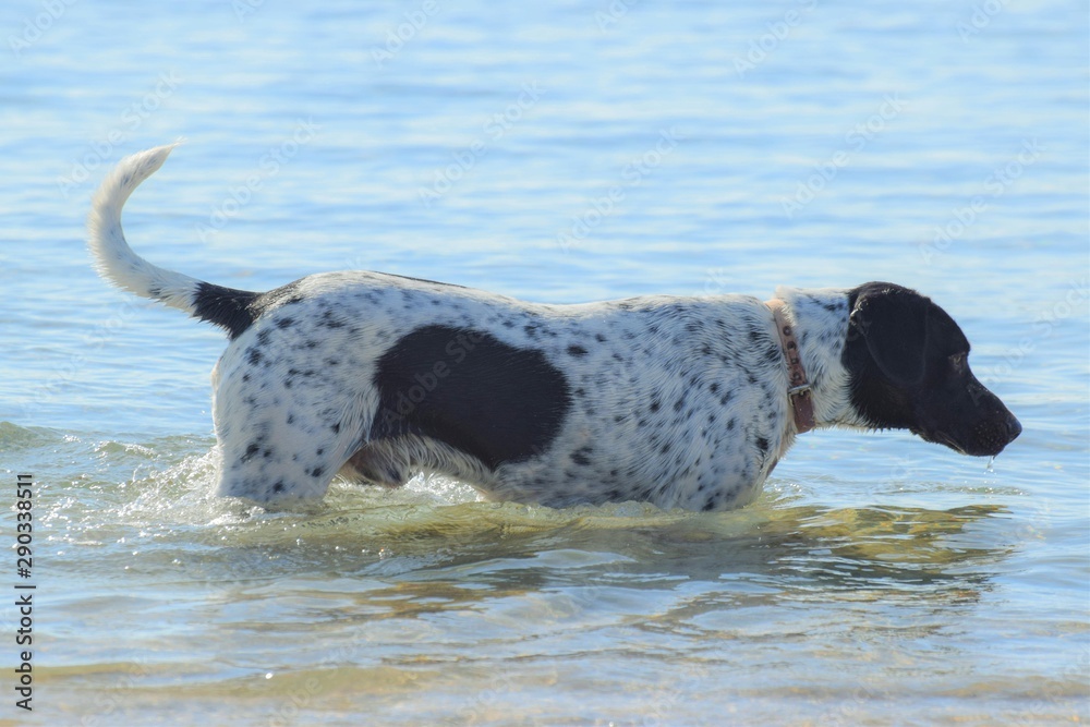 Funny dog, English pointer, swimming Funny dog, English pointer, swimming