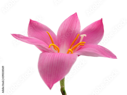 Beautiful pink flower isolated on a white background