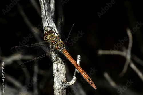 Dragonfly Big Eyes Close-up Macro Photography