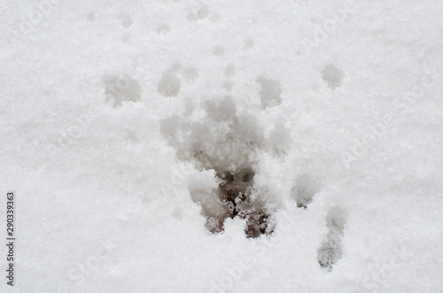 abstract unusual print in fresh snow on cold winter day © emiphoto111