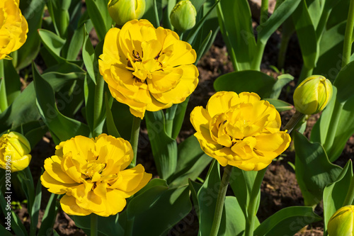 Beautiful yellow peony tulips.