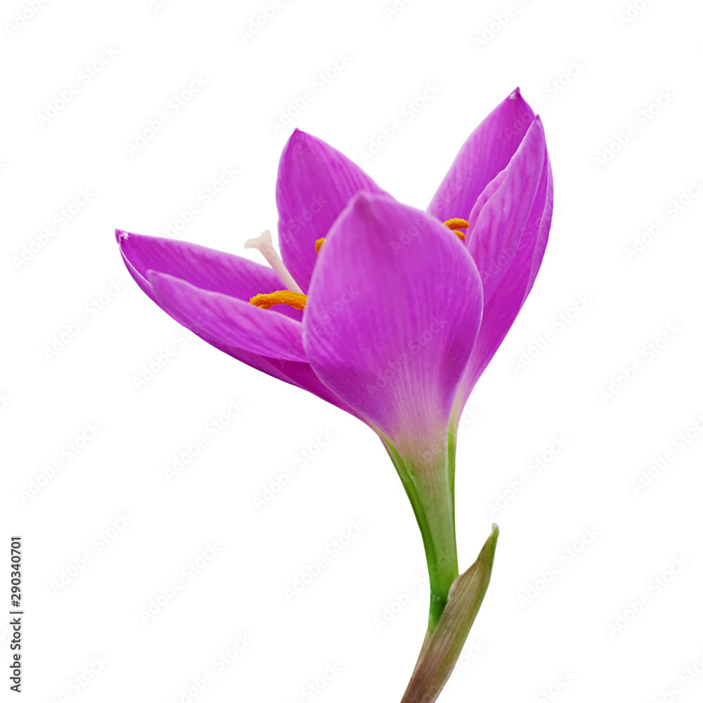 Beautiful purple flower isolated on a white background