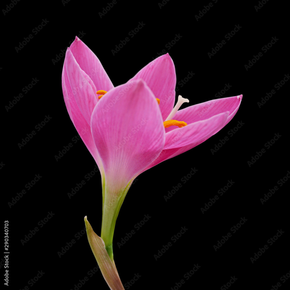Beautiful pink flower isolated on a black background