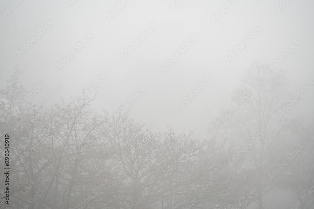 Deutschland, Nordrhein-Westfalen, Düsseldorf, Bäume im Nebel Deutschland, Nordrhein-Westfalen, Düsseldorf, Bäume im Nebel