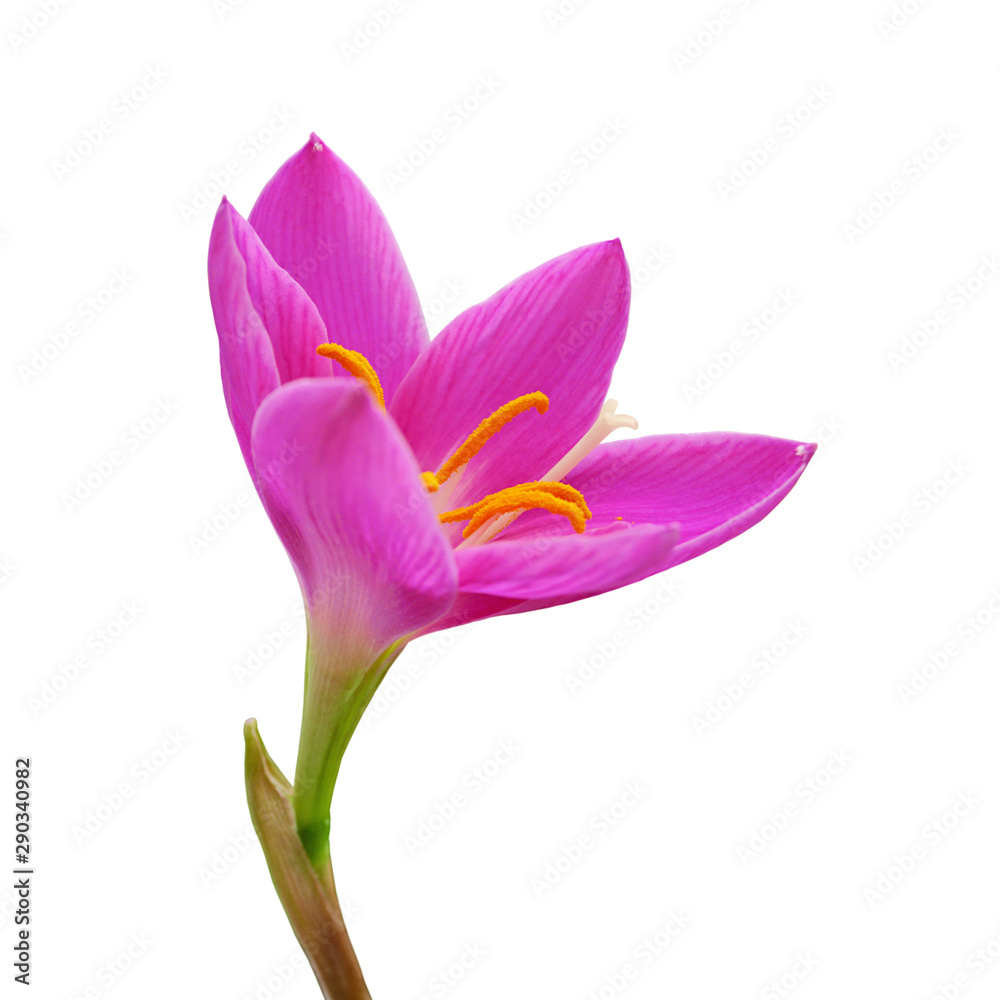Fototapeta premium Beautiful purple flower isolated on a white background