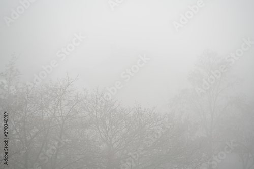 Deutschland  Nordrhein-Westfalen  D  sseldorf  B  ume im Nebel