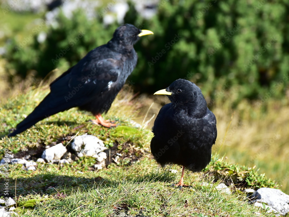 Alpine chough - yellow-billed chough Pyrrhocorax graculus Alpine chough - yellow-billed chough Pyrrhocorax graculus