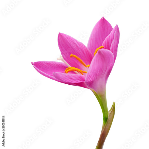Beautiful pink flower isolated on a white background