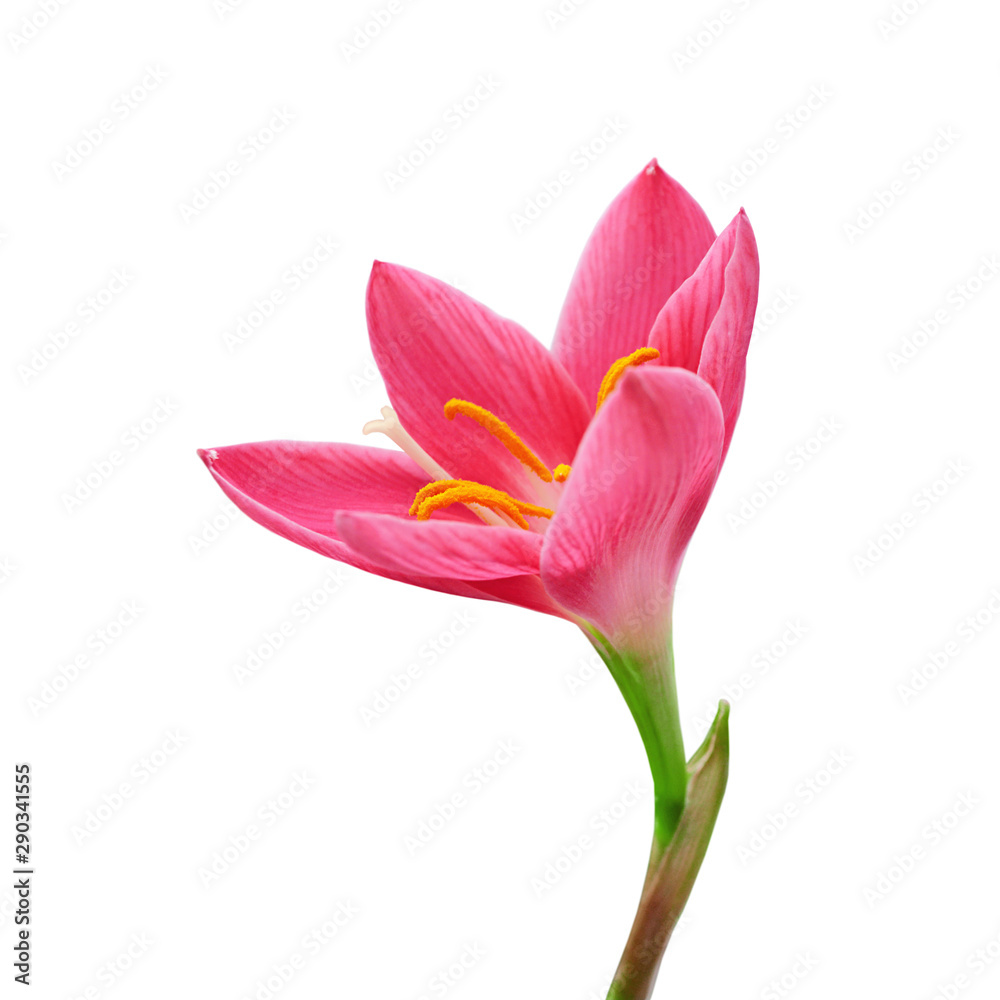 Naklejka premium Beautiful pink flower isolated on a white background