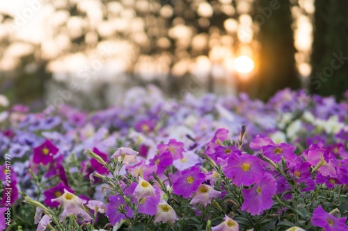 white , violet , and purple of flower with golden charming and beautiful sunset background