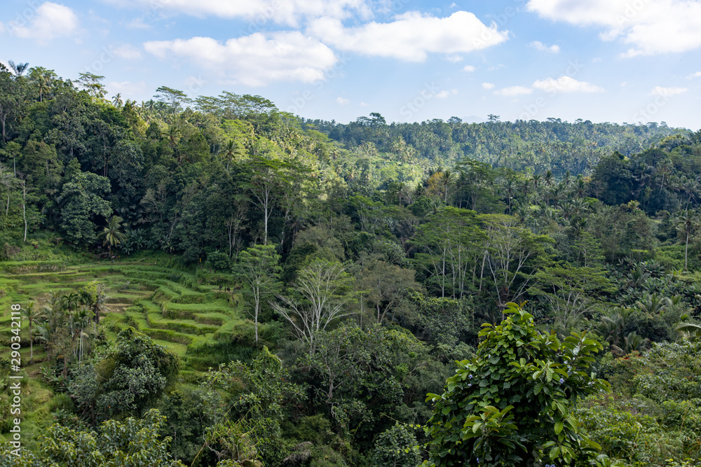 Rice field and trees