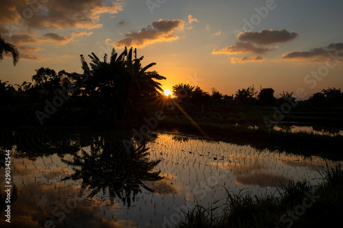 Sunset at a rice field