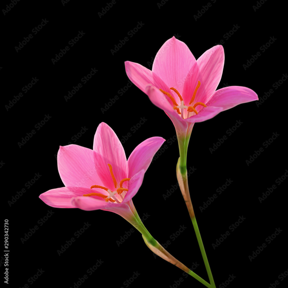 Naklejka premium Beautiful pink flowers isolated on a black background