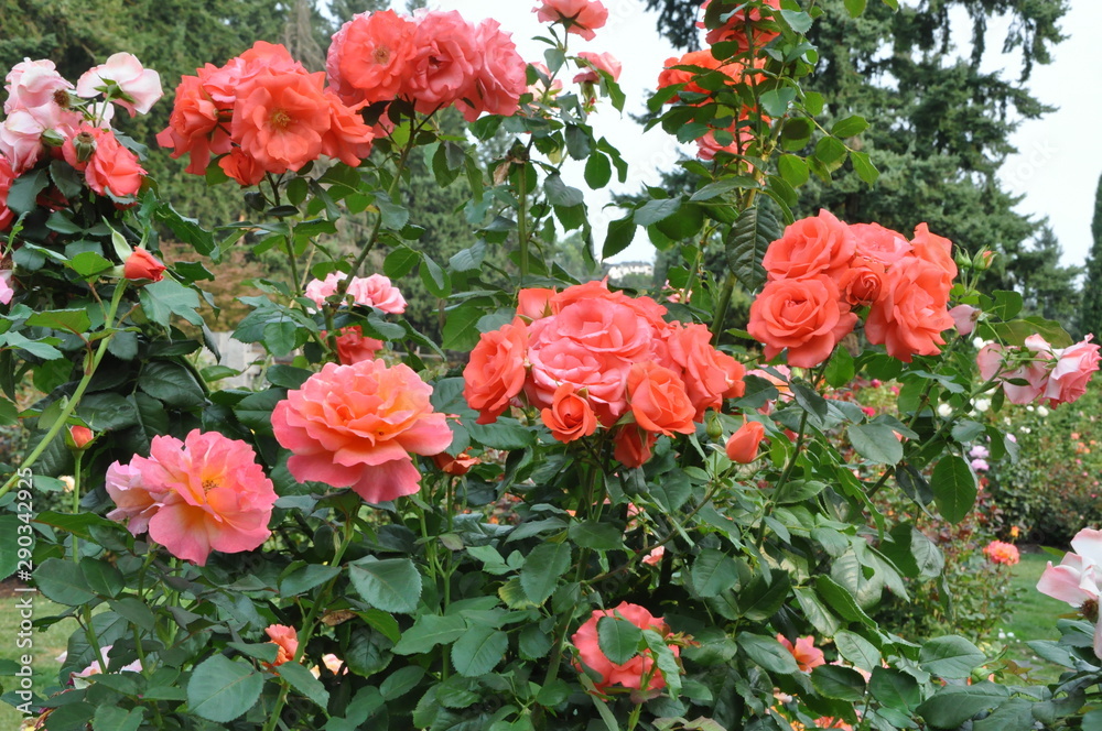 Garden of Orange Roses