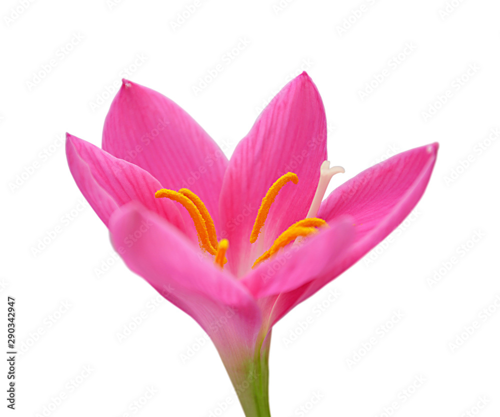 Beautiful pink flower isolated on a white background