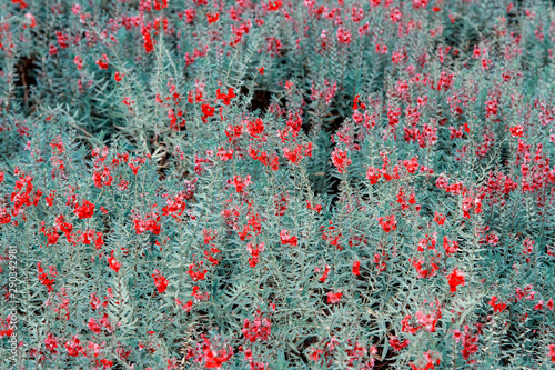 Colorful blooming cosmos red flower field