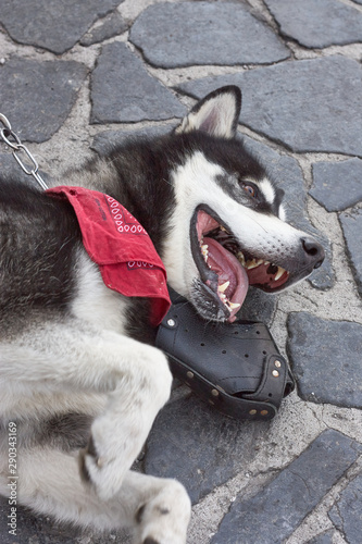 Portrait Of Alaskan Malamute With Open Mouth And Put Out Tongue