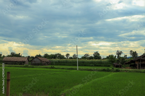 Rice field, Nepal